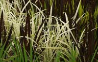 Japanese Rice Field Art
