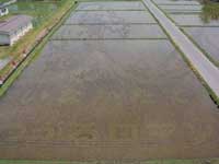 Japanese Rice Field Art