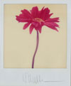 A Passionate Light: The Polaroids of H. Joe Waldrum