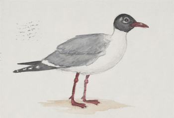 Sketch of Seagull, 2018