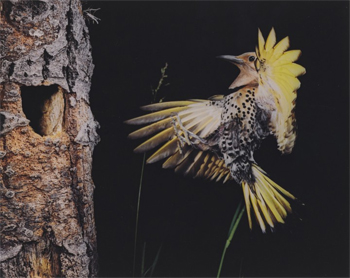 Eastern Flicker, Seney, Michigan, June 28, 1973