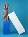 William Wegman: Cubism and Other-isms