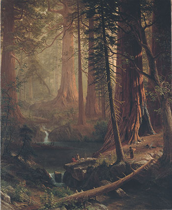 Giant Redwood Trees of California, c. 1874