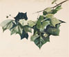 Natural Selections: Andrew Wyeth Plant Studies