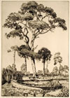 Pines to Palmettos: Florida Landscapes of Walter R. Locke