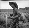 Salt of the Earth: Photographs of the Farm Security Administration