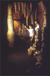 In the Dark: Animal Survival Strategies