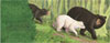 Wild Reading: Animals in Children’s Book Art