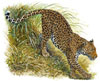 Fierce and Fragile: Big Cats in the Art of Robert Dallet