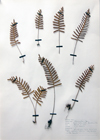 Pressed for Time: Botanical Collecting as Genteel Pastime or Scientific Pursuit?