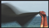 Longing for Sea Change