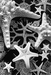 Andrea Baldeck: Sea Treasures