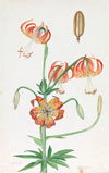 Tidewater Wildflowers: Watercolors by Bessie Tyler