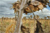 My Dakota: Photographs by Rebecca Norris Webb