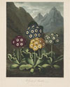 The Flowering of the Botanical Print