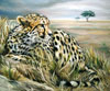 Cindy Billingsley: Wild Ones