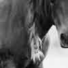 Season of Equine: Paper Mustangs