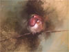 Surroundings: The Art of Darryl Steele