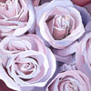 Familiar Floral Surroundings: Paintings by Sandra Vanderpool.