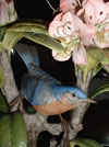Birds and Blossoms: A Legacy of Beauty