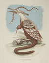 Prints by UTK Faculty