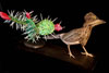 Melinda Adams & Marjorie Holbert: The Wonder of Birds