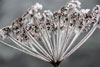 Photography by Melinda Adams