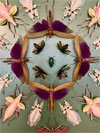 Jennifer Angus: Flying Jewels & Other Lofty Insects