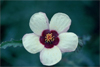 Maxwell Berry's Wildflower Photography