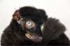 ENDANGERED: Joel Sartore Retrospective