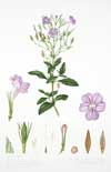 Late Bloomers: Fall Flowers from Margaret Stones's Flora of Louisiana