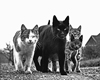 Walter Chandoha: A Lifetime of Photography
