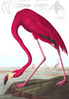 Birds of America: Audubon Aquatints from the Kathy & Michael Mouron Collection