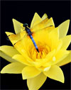 Huntsville Photographic Society 2016 Members’ Showcase