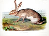 John James Audubon: The Viviparous Quadrupeds of North America from the Collection of Mr. & Mrs. William H. Told, Jr.