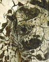 Walter Nelson: Graffiti on Aspen Trees – Nature vs. Man