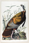 Birds, Bugs, and Blooms: Natural History Illustration from the 1500s - 1800s