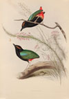 John Gould: Selections from The Birds of Australia