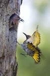 The Owl and the Woodpecker: Photographs by Paul Bannick