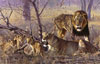John Banovich: Nature of the Beast