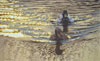 PATTERNS OF FLIGHT: THE ART OF CATHERINE McCLUNG
