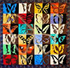 Butterfly Whirl: Contemporary Quilt Art from the Texas Quilt Museum