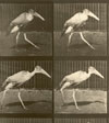 Photography, Sequence, and Time