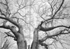 Earth Now: American Photographers and the Environment