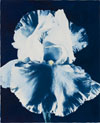 Focus on Photography: Photo Lab: cyanotypes and albumen prints