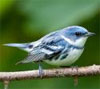 Skies Alive! Bird Migration in the Garden State