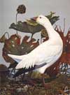 Of Birds and Texas: The Art of Scott & Stuart Gentling