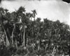 The Mythology of Florida