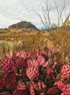 Big Bend: From The Pecos To The Rio Grande