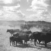 Two Women Look West: Photographs of King Ranch by Helen C. Kleberg and Toni Frissell